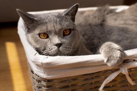 kivikis cat cave