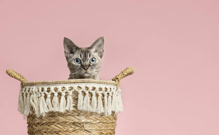 omega paw kattenbak