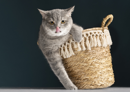 omega paw zelfreinigende kattenbak