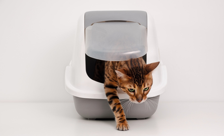 petlux katten bak