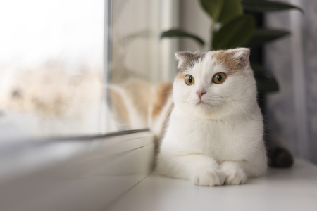 petree automatische kattenbak