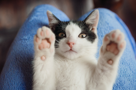 petsafe scoopfree reinigende kattenbak