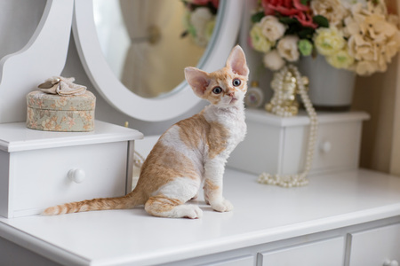 petsafe zelfreinigende kattenbak