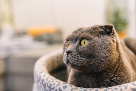 scoopfree kattenbak