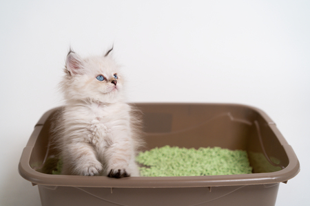 tofu kattenbakvulling