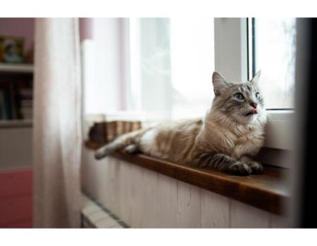 vensterbank kleedje kat