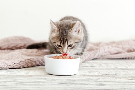 almo nature kattenvoer