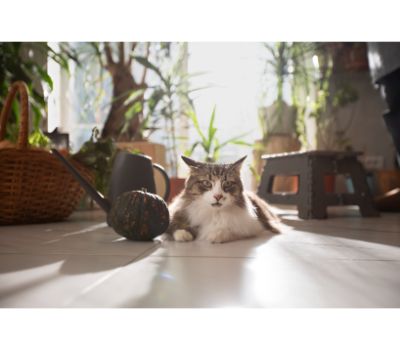 automatische kattenbak robot