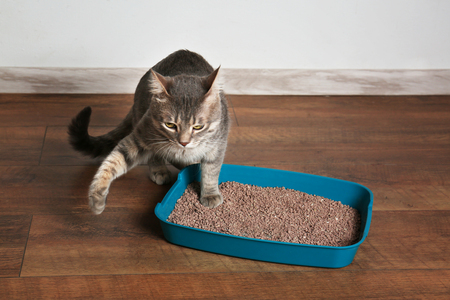 cat it kattenbak