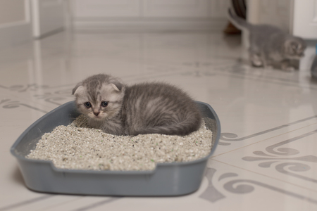 catit jumbo kattenbak