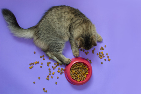 dubbele kattenvoerbak