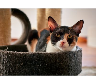 kattenbak robot