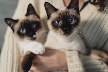 kattenbak zonder deksel