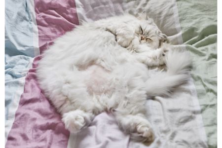 kattenmand happy house