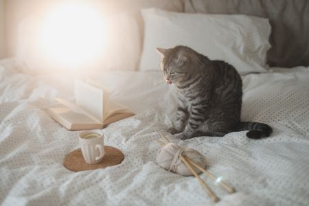 kattenmand lief