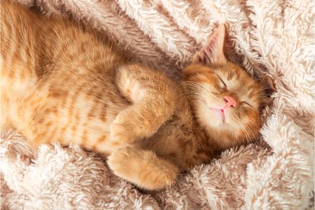 kattenmandje lief