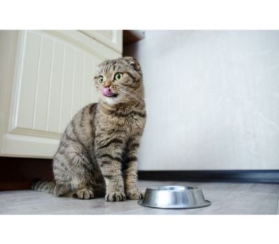 koelmat voor katten