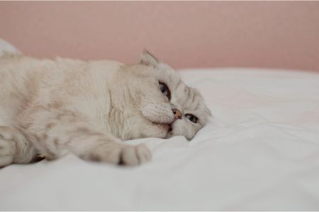 lief kattenmand roze