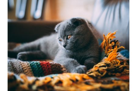 lief kattenmand