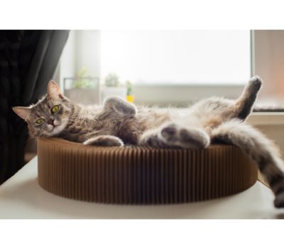 litter robot 3 aanbieding