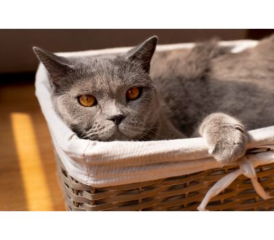 litter robot kattenbak