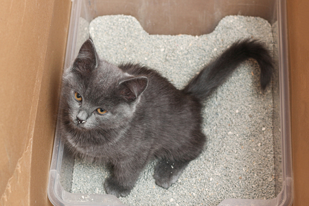 moderna flip cat jumbo