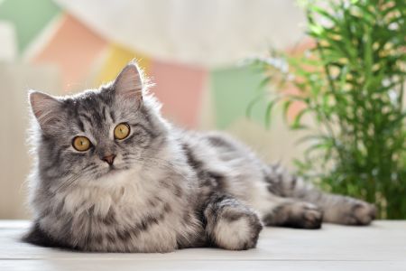 open kattenbak met hoge rand