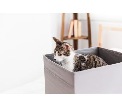 robot kattenbak