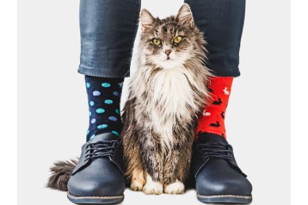 sokken met katten