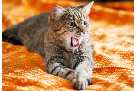 alternatief koelmat kat action