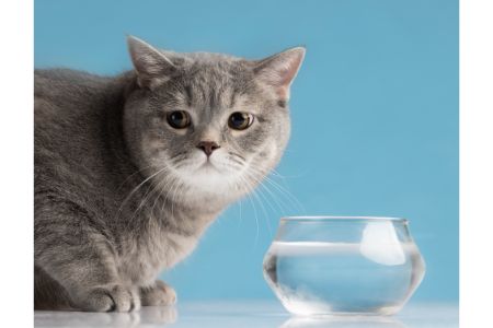 anti knoei waterbak kat