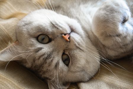 beste reismand kat