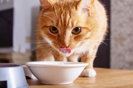 drinkbak kat anti knoei