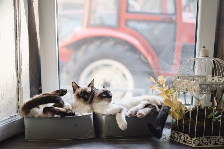 hangmat katten