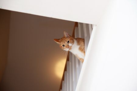 katten hangmat
