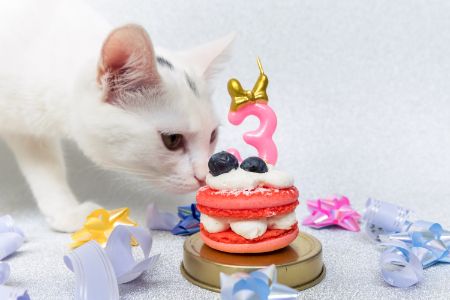 kattenmand adori