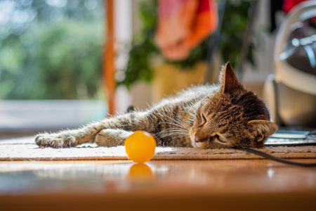 koelmat action kat alternatief