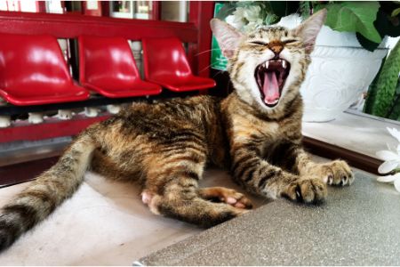 laserpen voor katten
