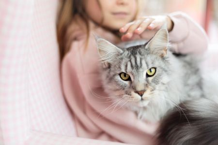 reismand voor 2 katten