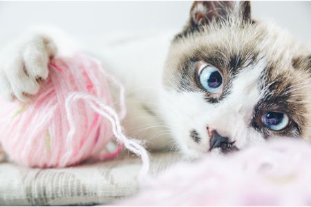 scoopfree kattenbak