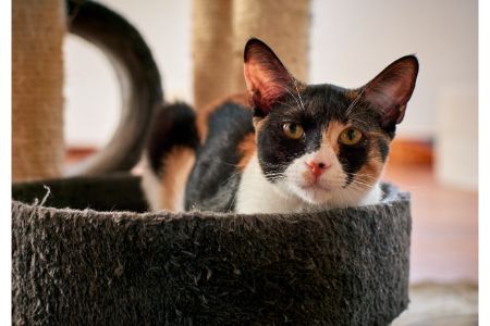 alternatief katten koelmat pets place