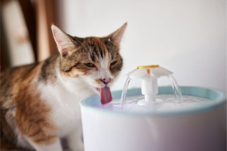 drinkfontein katten lidl alternatief