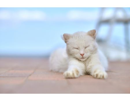 flamingo krabton kat