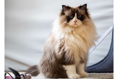groot kat