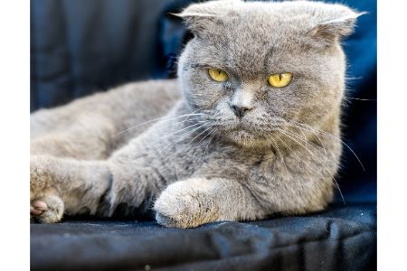 grootste kat ter wereld