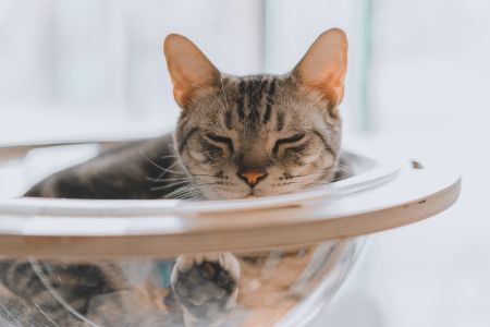 grootste kattenras