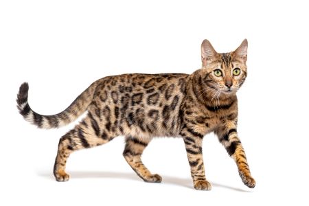 grote kat