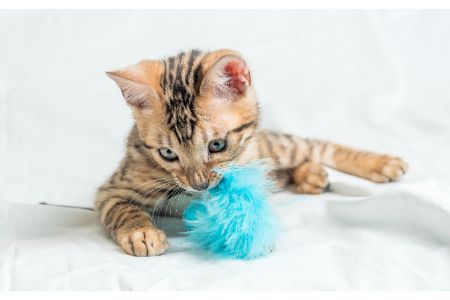 interactief kattenspeelgoed