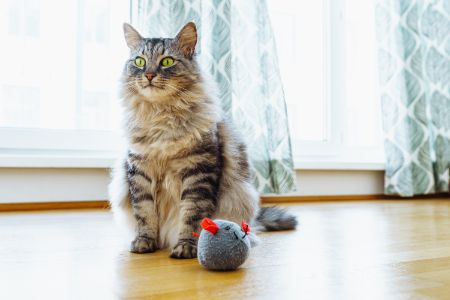 katten speelgoed interactief