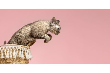 kattenspeelgoed interactief